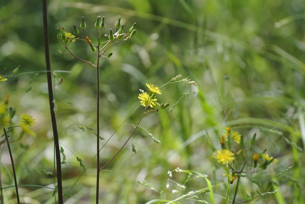 草花たち。。