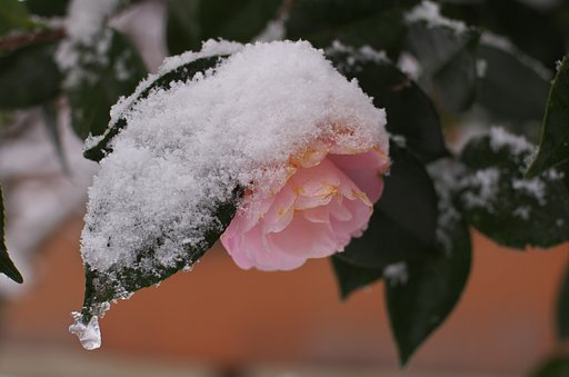 オトメサザンカに雪が!