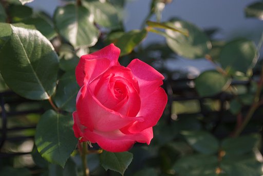 薔薇一輪