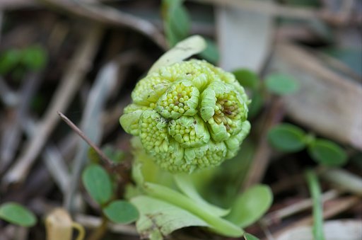 蜂の巣の様なフキノトウ。