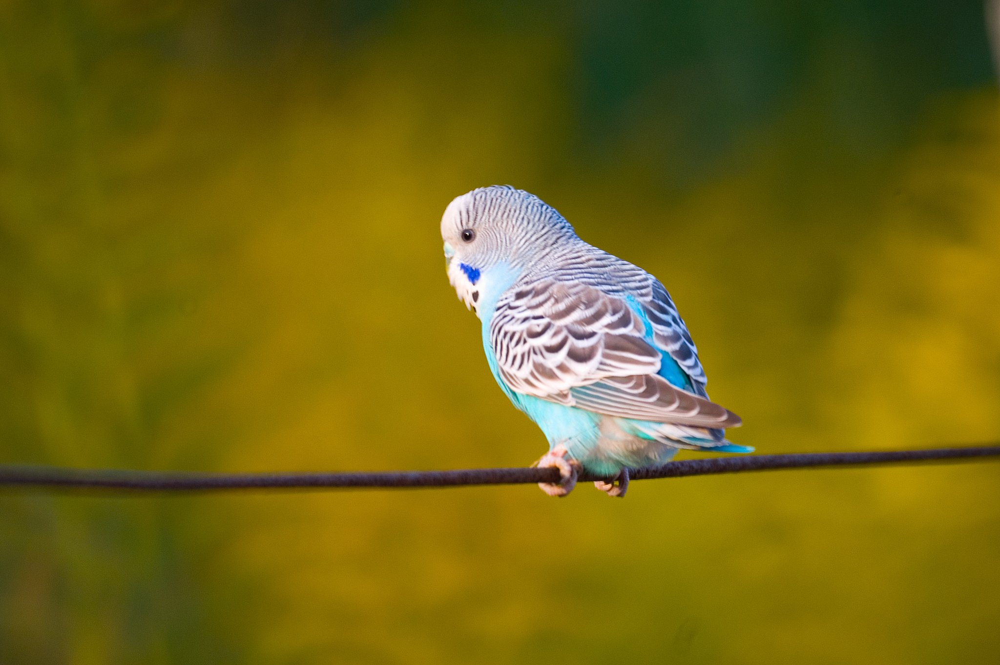 セキセイインコです