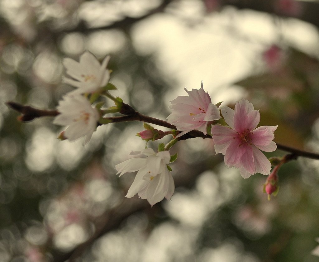 寒空の中の花