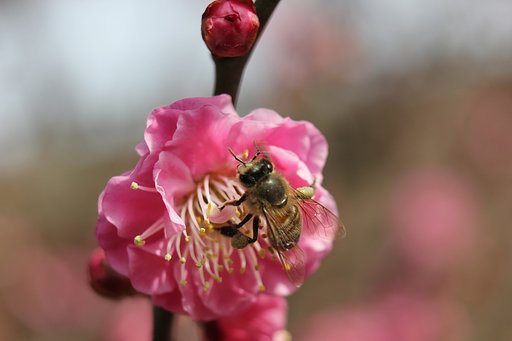 紅梅とミツバチ