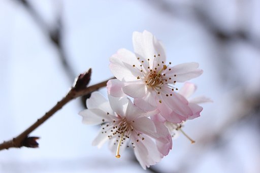 きっと桜