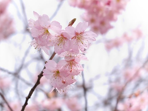 満開の寒桜