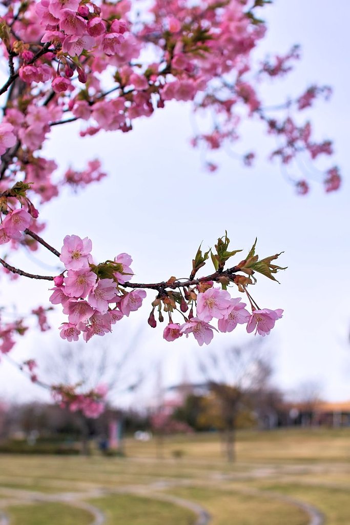 河津桜