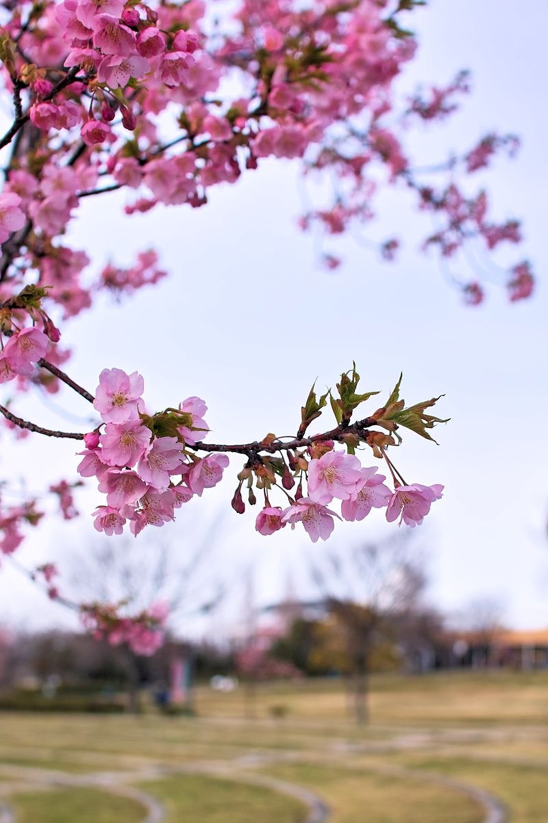河津桜