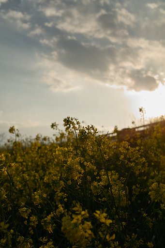 いつもの散歩撮影にて