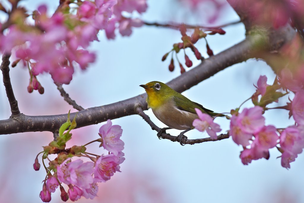 河津桜で様子見