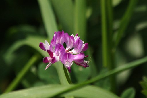 ようやく見つけたレンゲの花