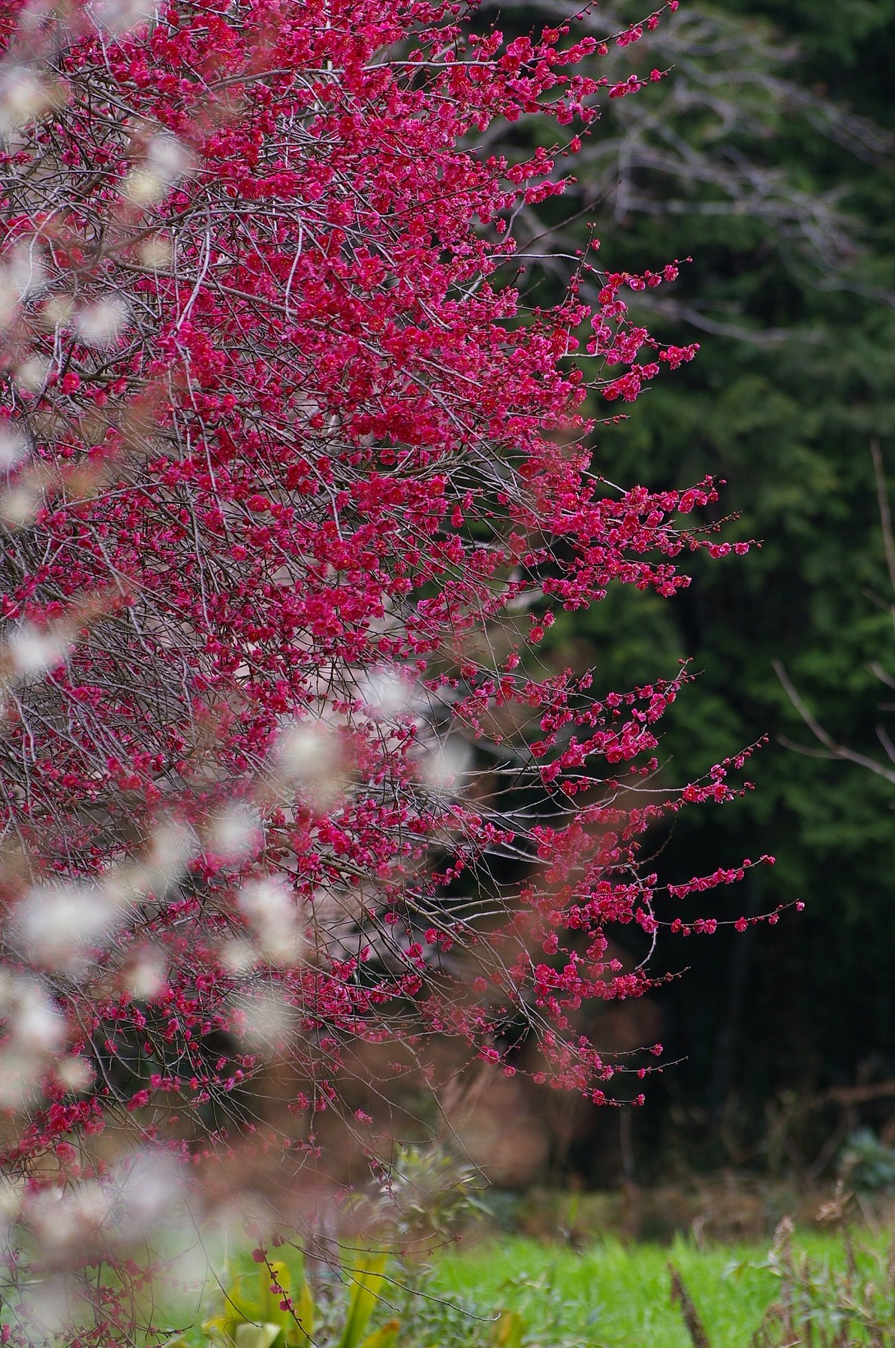 紅梅のお花