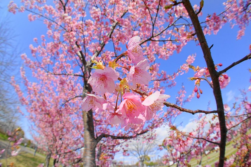 河津桜