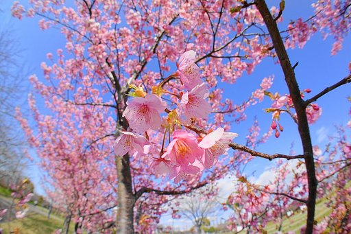 河津桜