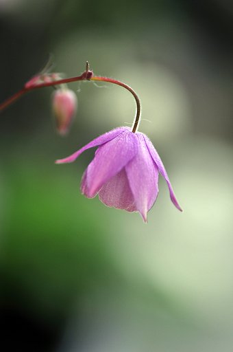 花屋の店先で・・・