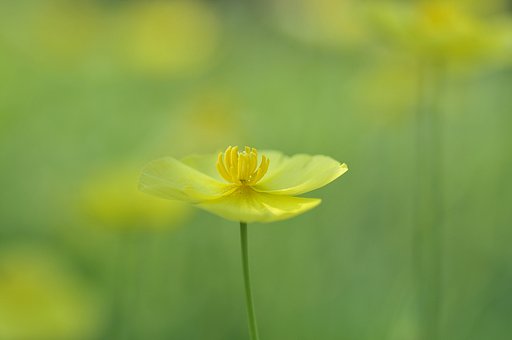 背景ボケに挑戦中です