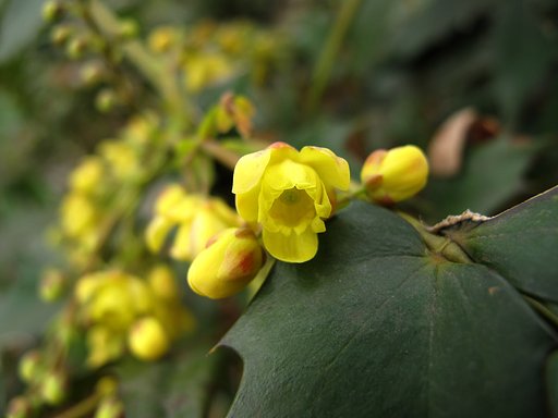 ヒイラギの花