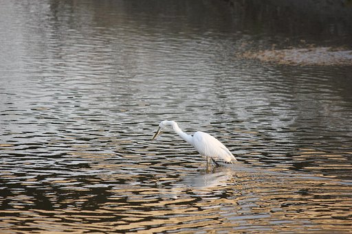 水面の中で獲物探し