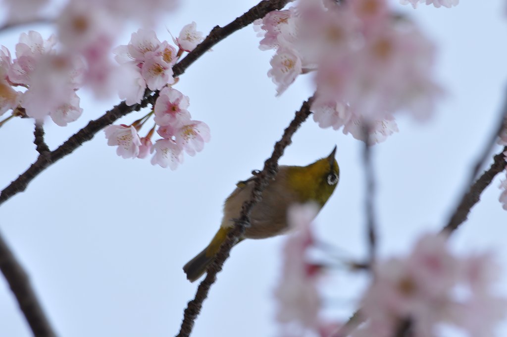 桜と鳥