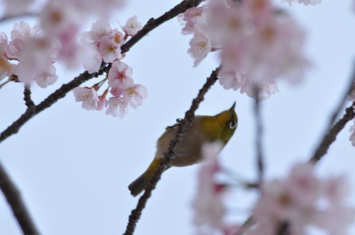 桜と鳥