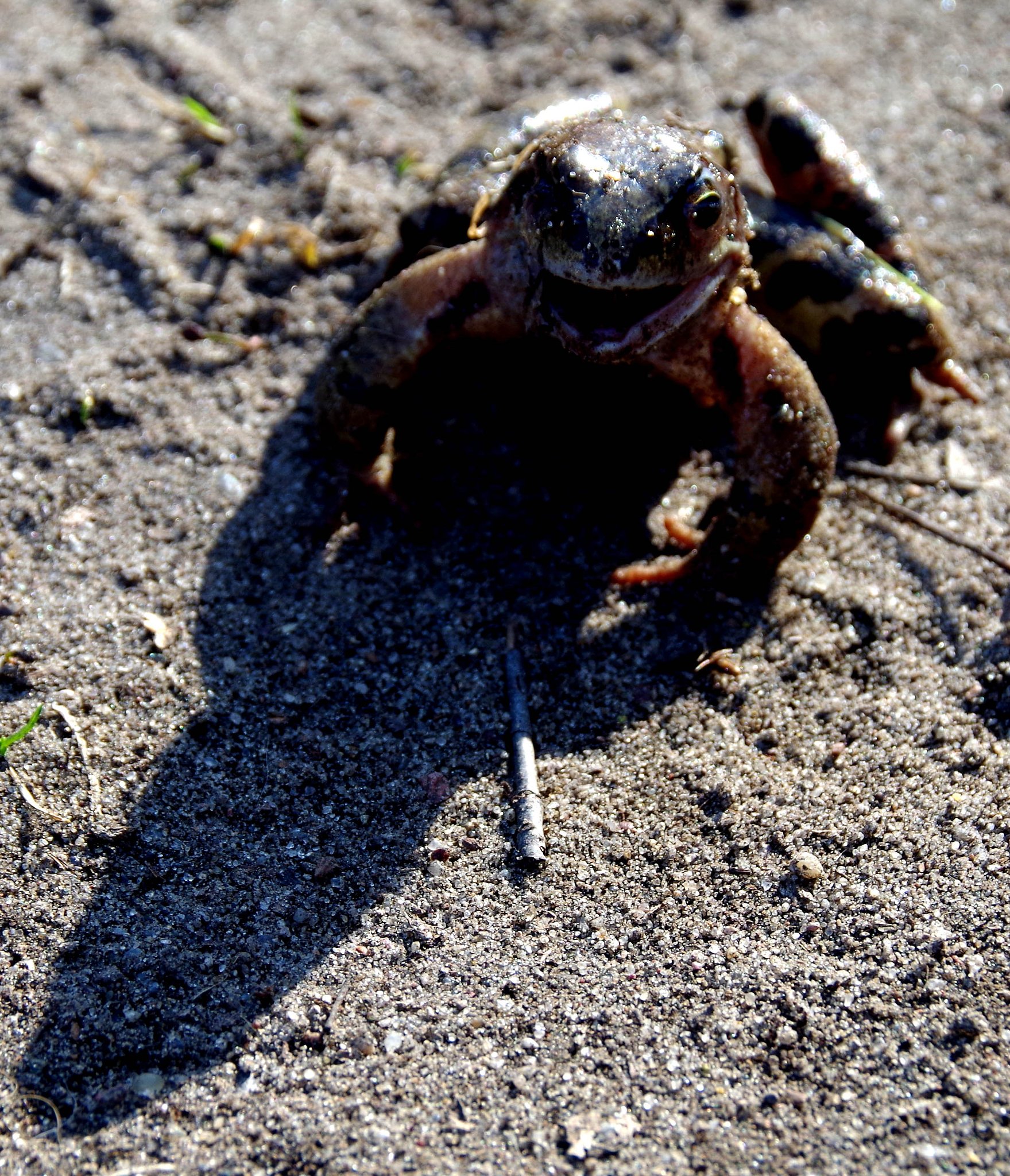 Frightened frog