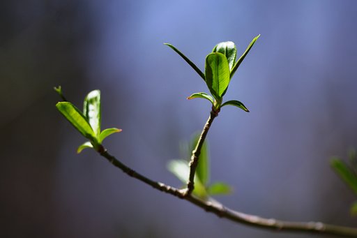 春の陽