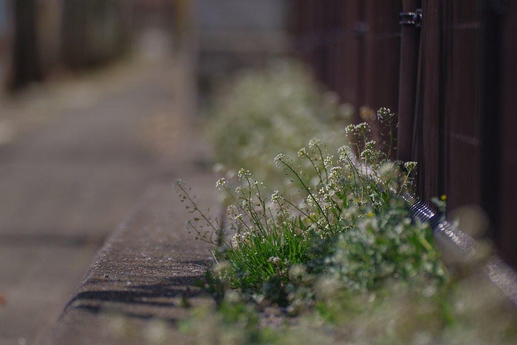 ぺんぺん草が咲く道