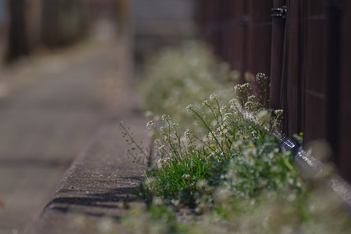 ぺんぺん草が咲く道
