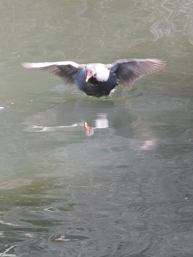 翼のストレッチの鳥　次の瞬間