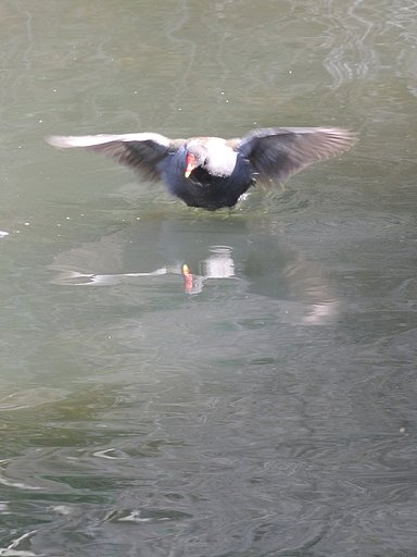 翼のストレッチの鳥　次の瞬間