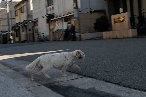 【動】お散歩♪