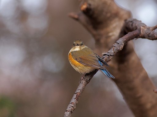 枝のカメラ目線