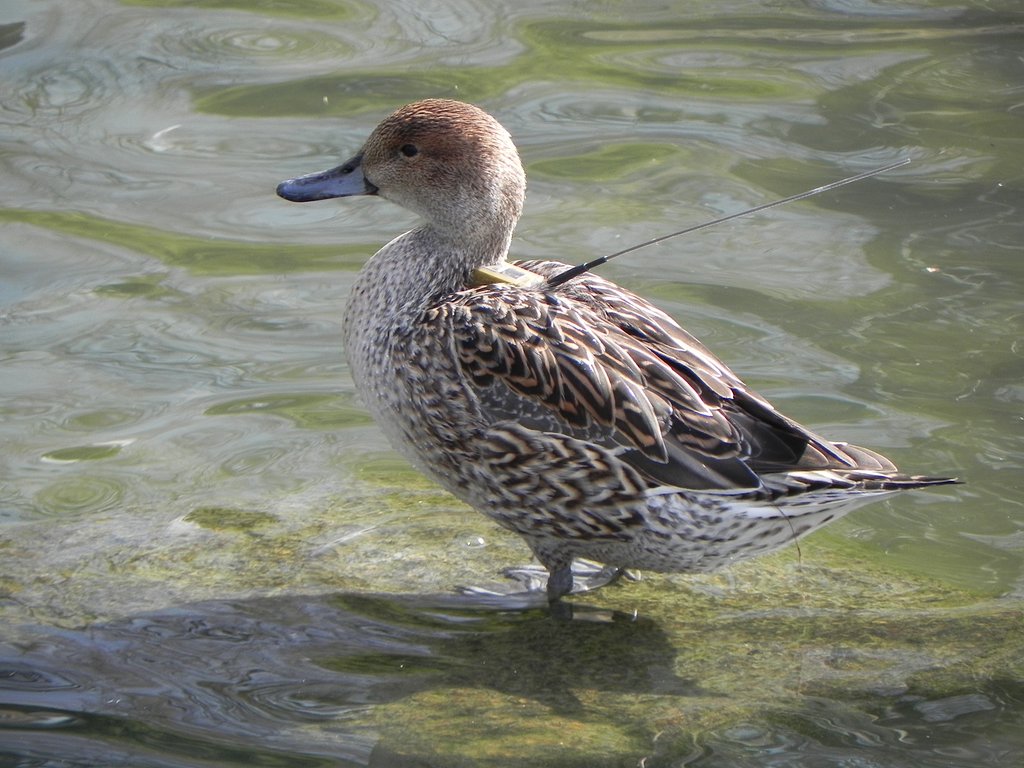 コガモ♀かな