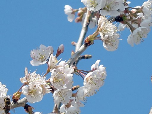 早生吉野桜？