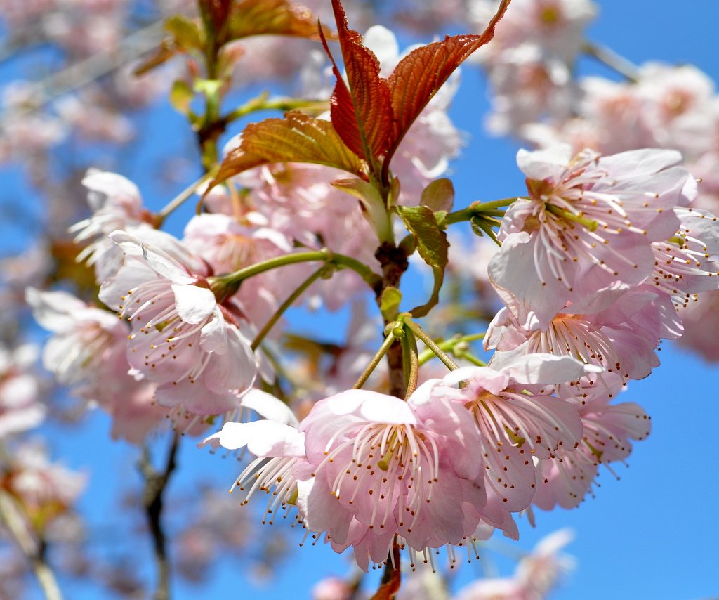 【淡彩】桜