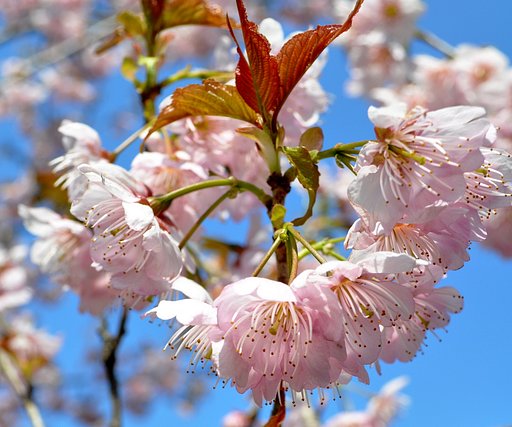 【淡彩】桜