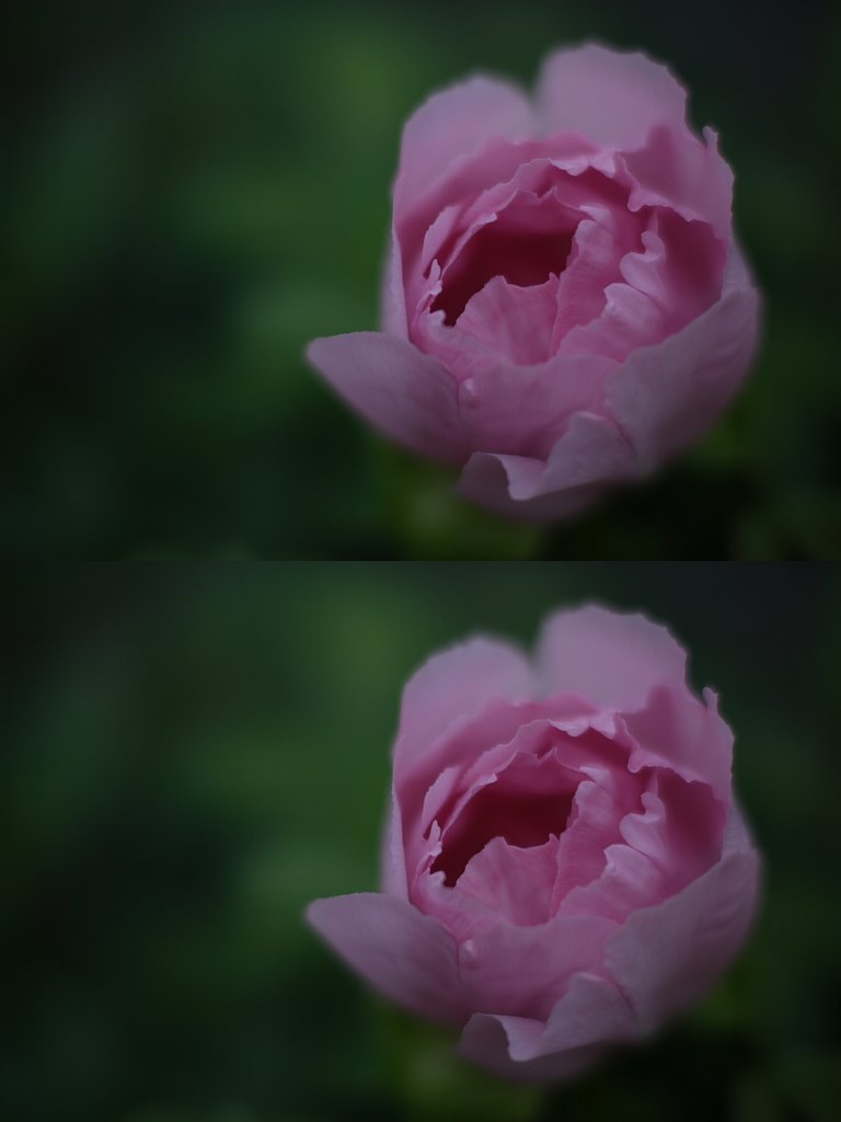 DLO比較
