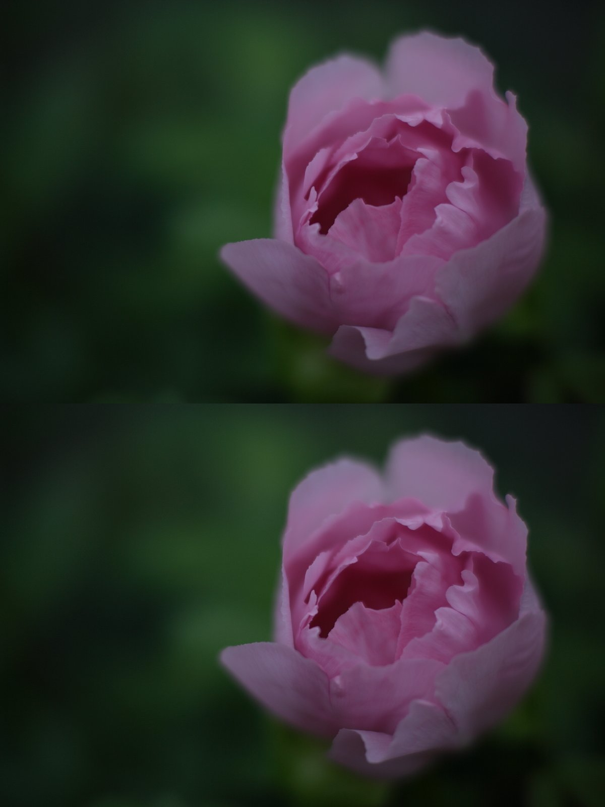 DLO比較