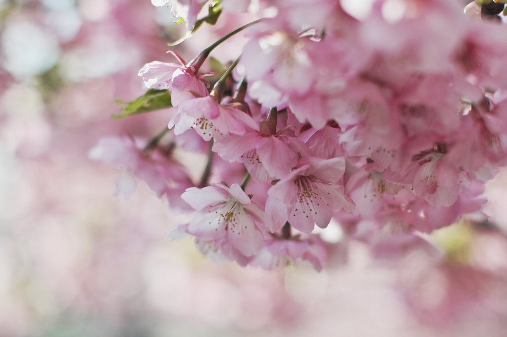 【淡彩】河津桜