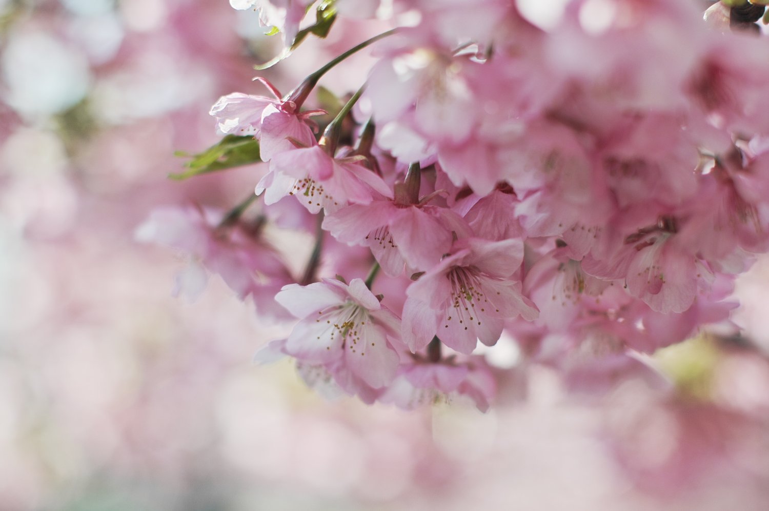 【淡彩】河津桜