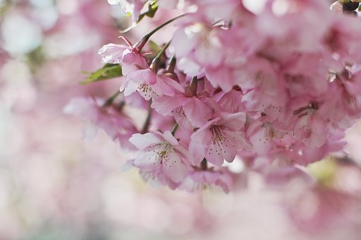 【淡彩】河津桜