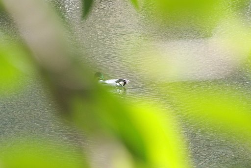 （淡彩）池にも春がやってきた