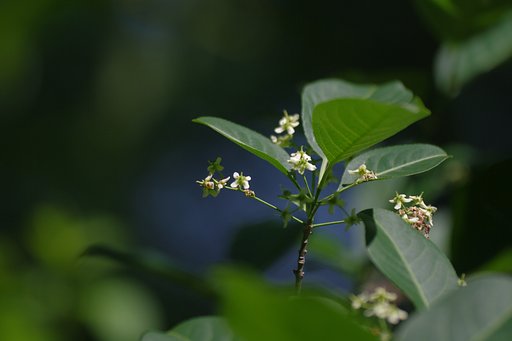うちの裏山のマユミの花