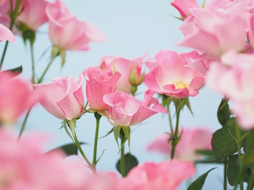 薔薇の並び