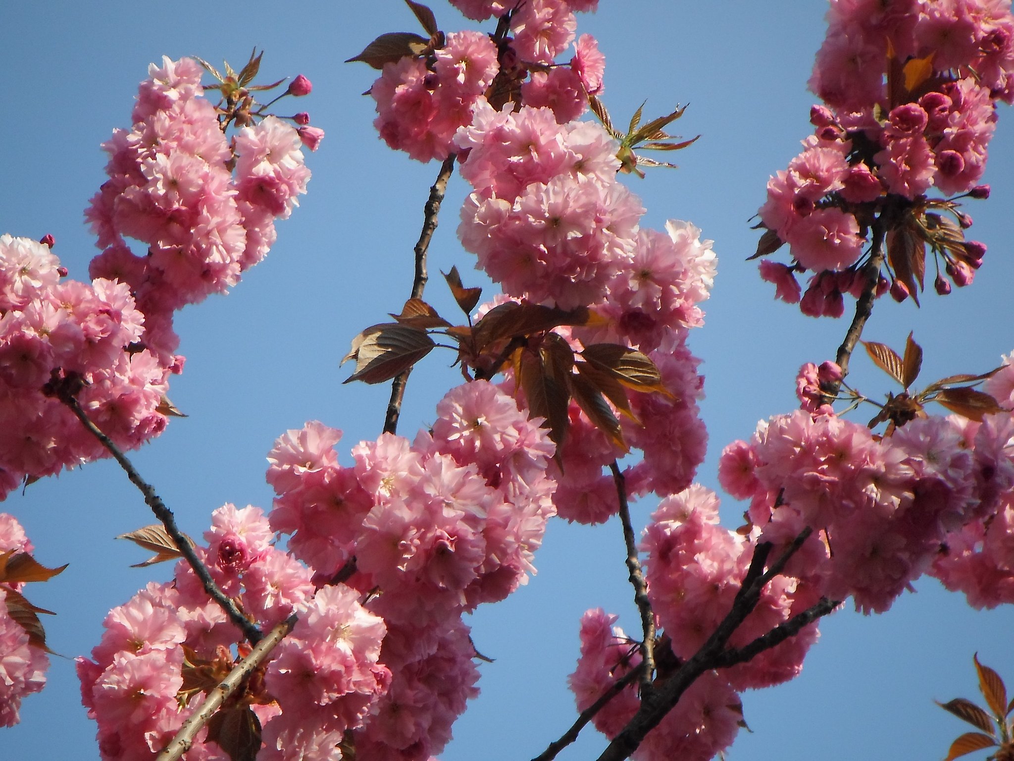 八重桜