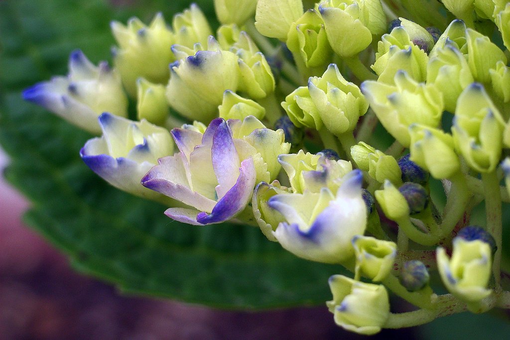 紫陽花