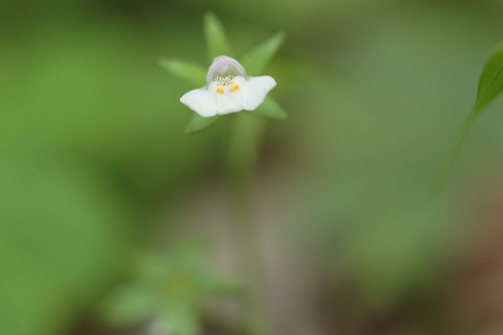 小さな小さなお花