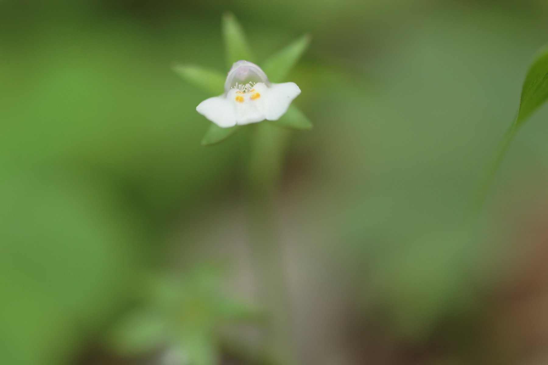 小さな小さなお花
