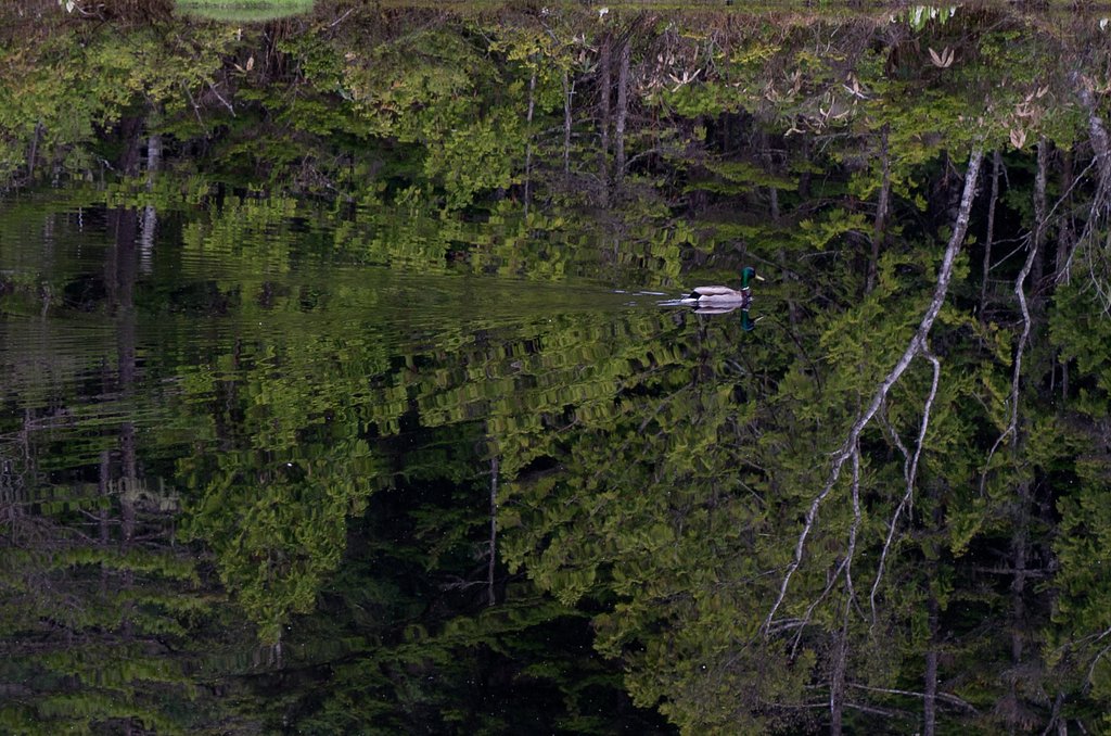 優雅な風景