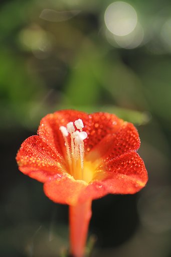 朝露キラリ