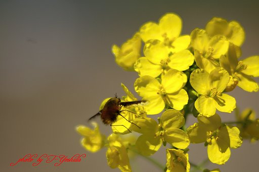 素直に、「菜の花」